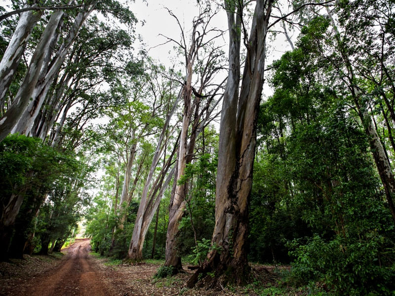 CAMINHOS VI