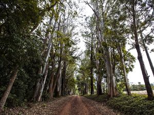 CAMINHOS VII
