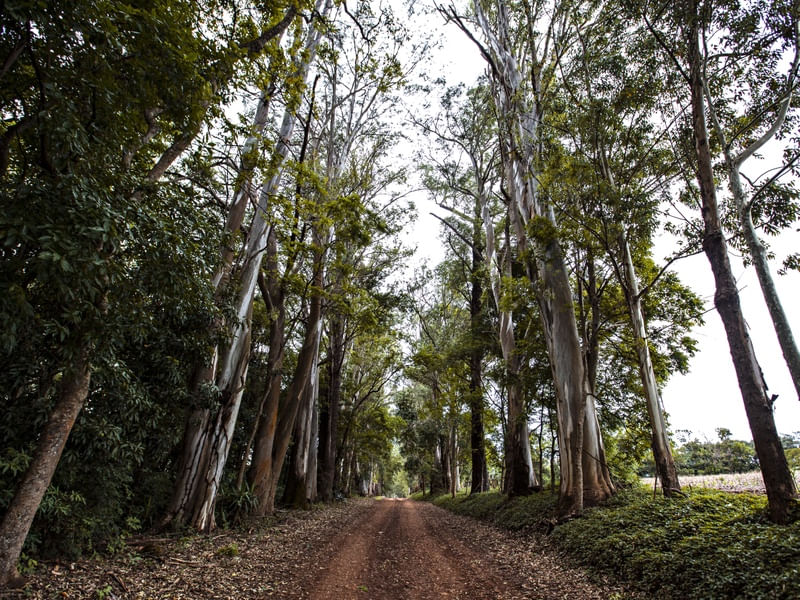 CAMINHOS VII