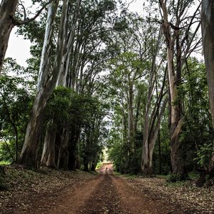O CAMINHO VIII