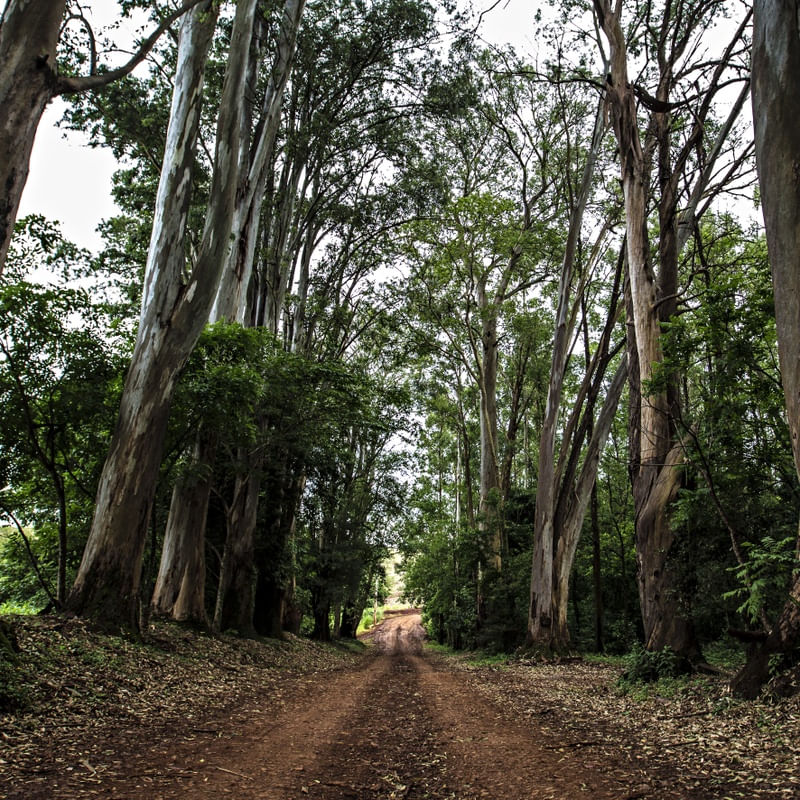 O CAMINHO VIII