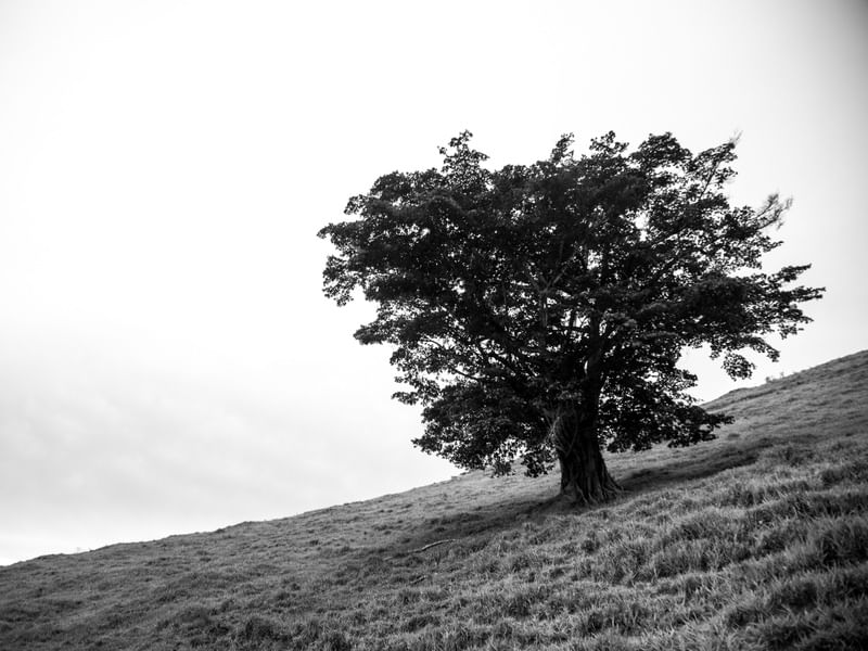 LONELY TREE