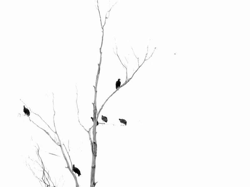 VULTURES