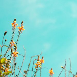 CÉU DE FLORES