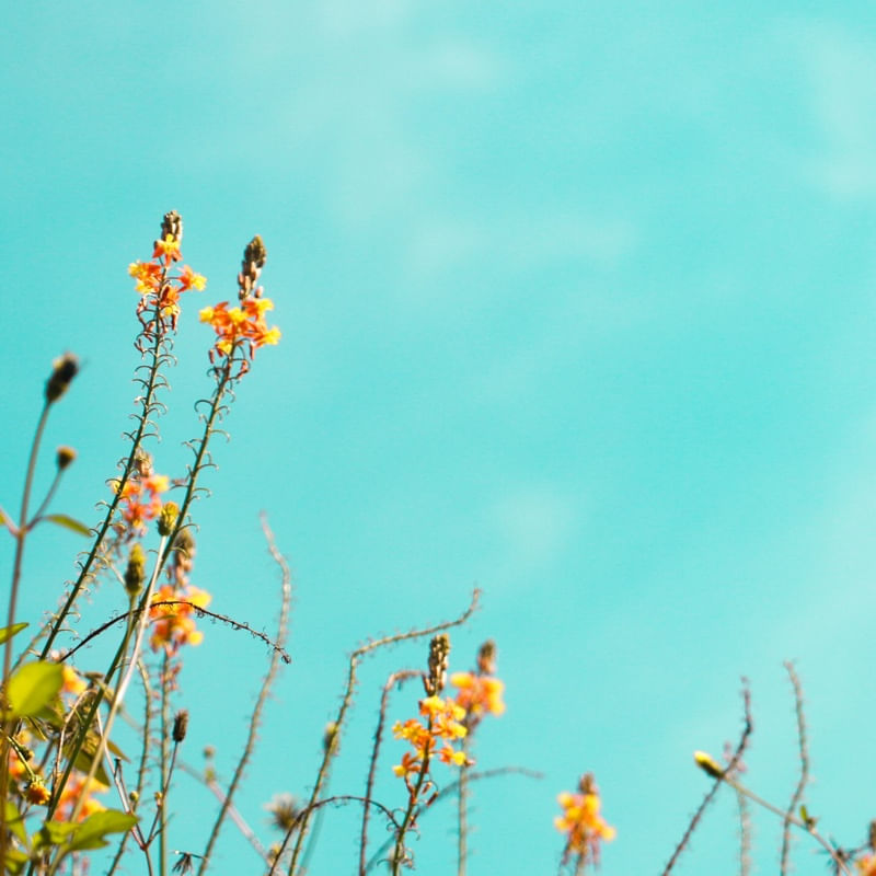 CÉU DE FLORES