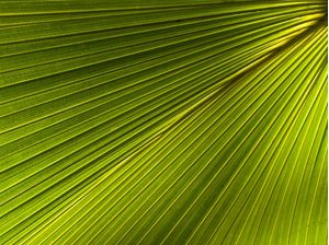 FOLHA COM LINHAS DIAGONAIS - 3