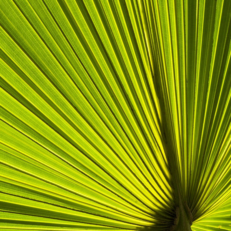 FOLHA COM LINHAS DIAGONAIS - 4