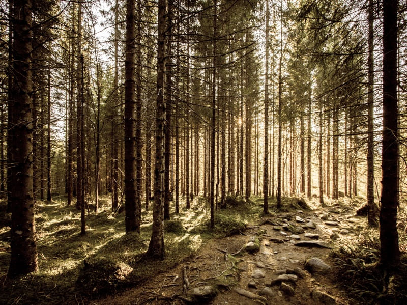 FLORESTA NÓRDICA