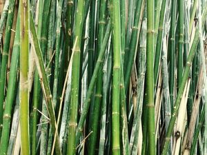 GREEN FILM