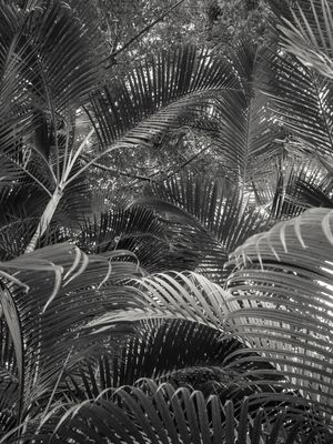 PAÍS TROPICAL PB