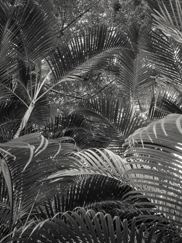 PAÍS TROPICAL PB