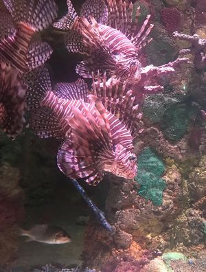 PEIXES ROSA