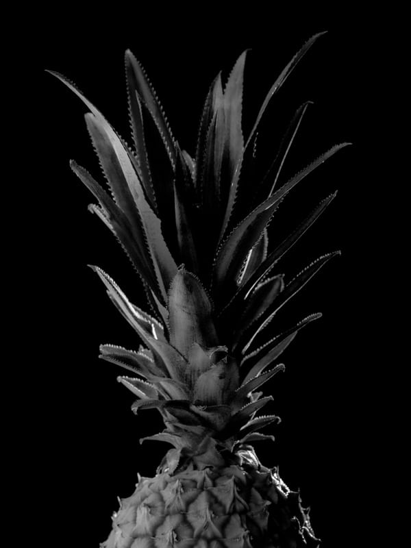 ABACAXI FINEART
