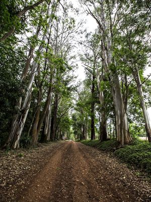 OS CAMINHOS NA FLORESTA II