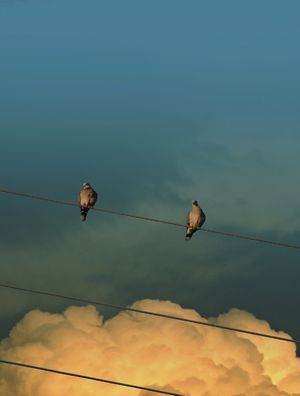 POMBAS - NUVENS