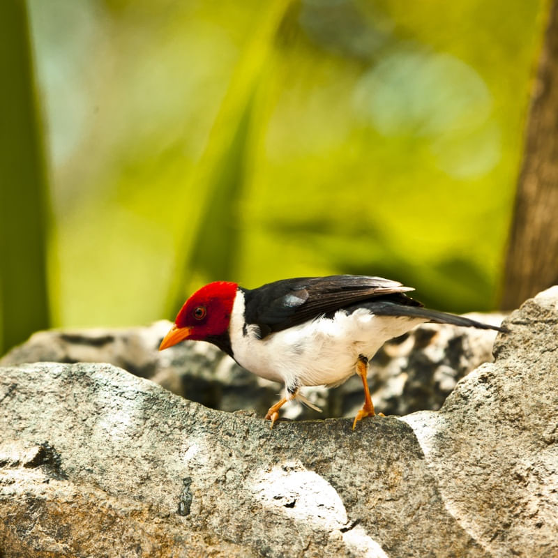 CARDINAL 2