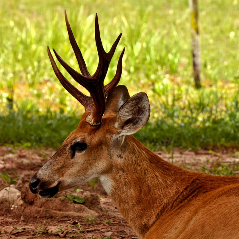 CERVO DO PANTANAL 2
