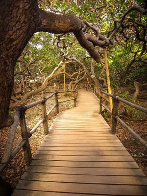 CAMINHOS DO MAIOR CAJUEIRO