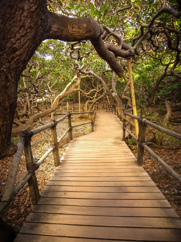 CAMINHOS DO MAIOR CAJUEIRO