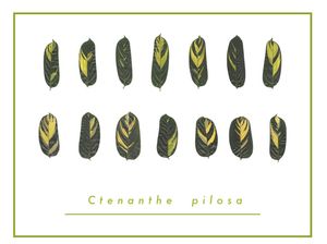 CTENANTHE PILOSA