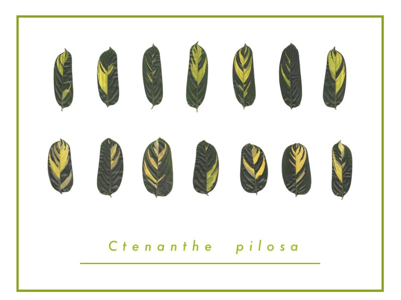 CTENANTHE PILOSA