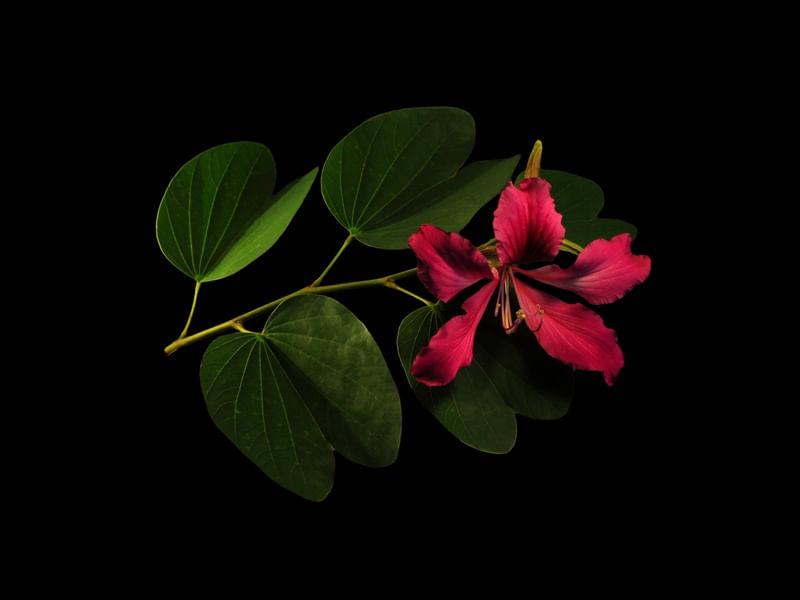 FLOR DA PATA DE VACA