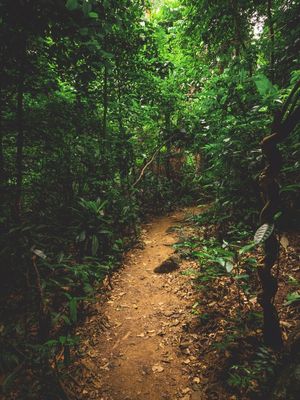 CAMINHOS DA FLORESTA 2