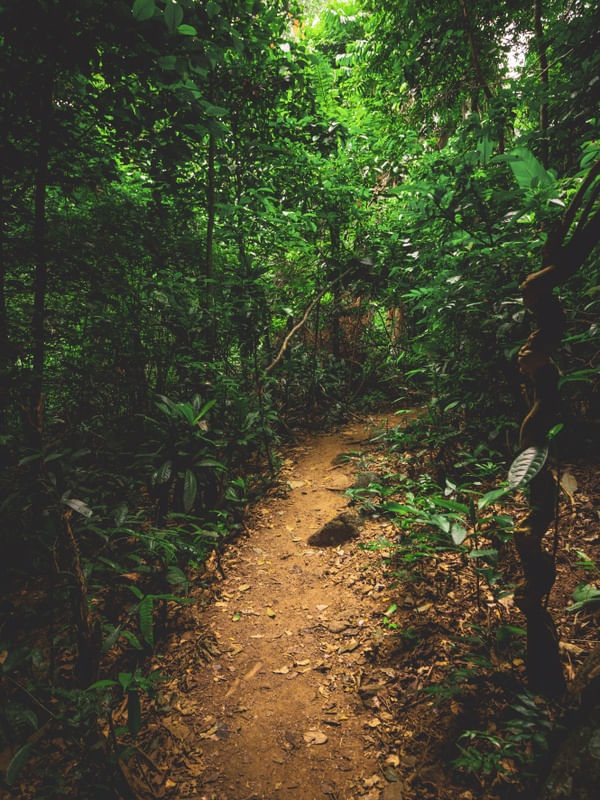 CAMINHOS DA FLORESTA 2