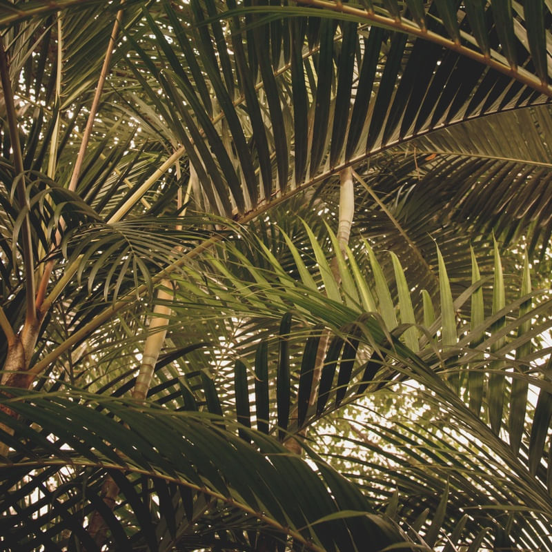 TROPICAL QUADRADO