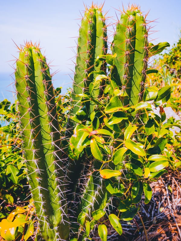 CACTUX