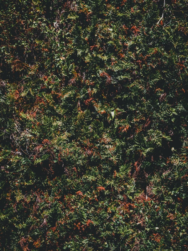 VERDE VIVO