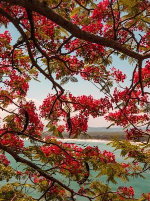 FLAMBOYANT E PAISAGEM