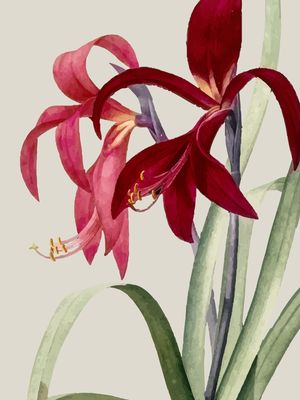 RED FLORAL STAR