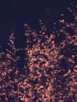 SPARKLEY