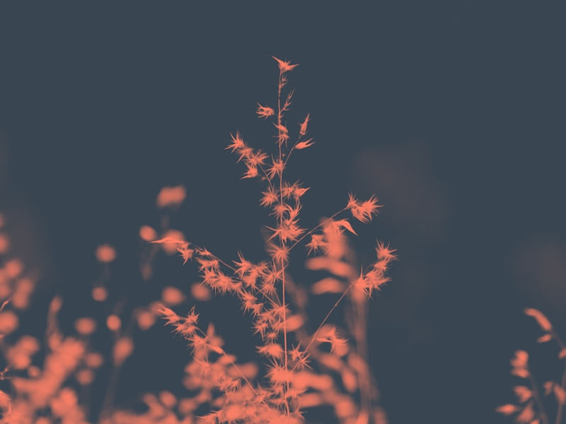 FADED SPARKS
