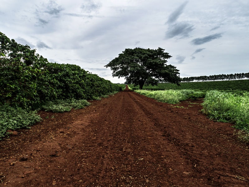 A ESTRADA E A PLANTAÇÃO DE CAFÉ