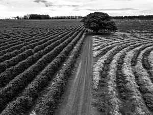 A ESTRADA E A PLANTAÇÃO DE CAFÉ II