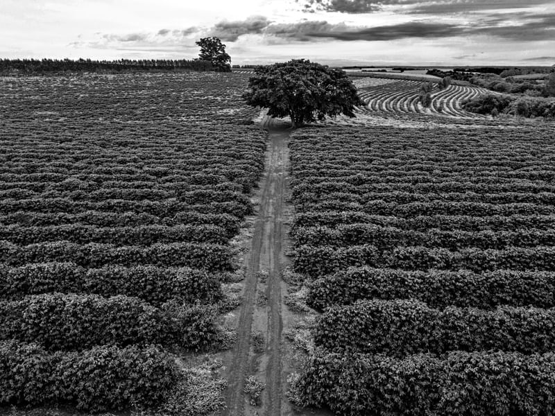 A ESTRADA E A PLANTAÇÃO DE CAFÉ III
