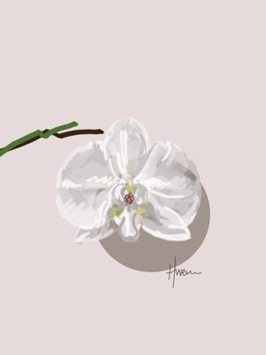 ORCHID DREAMS