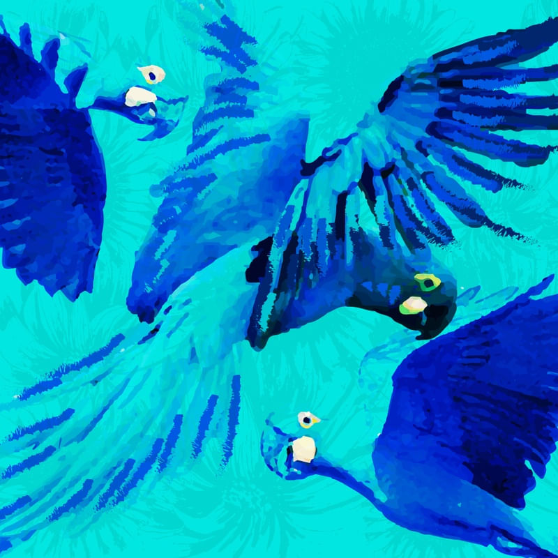ARARA AZUL 04