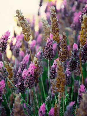 FLORAL LAVANDA