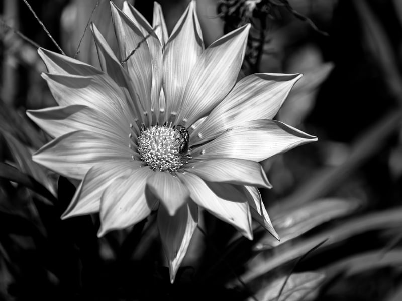 FLORAL PAMPAS BW