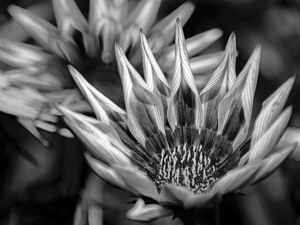 FLORAL PAMPAS BW 2