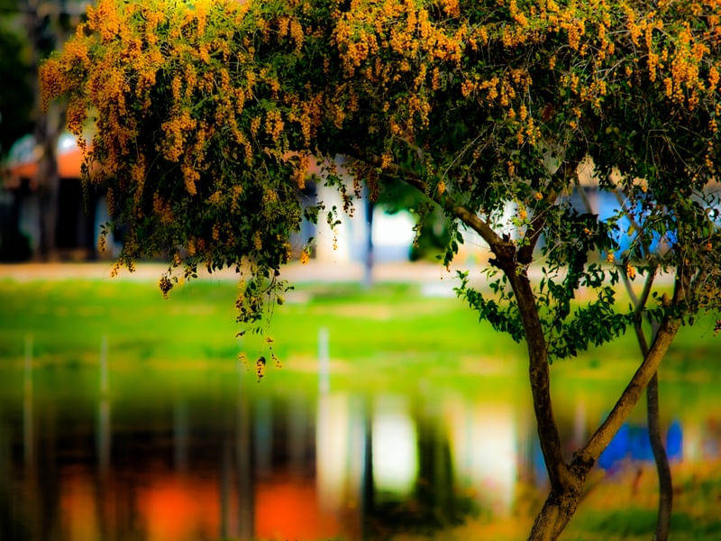 NATUREZA NO LAGO