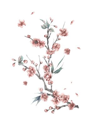 CHERRY BLOSSOM