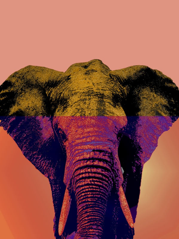 ELEPHANT CONTRAST