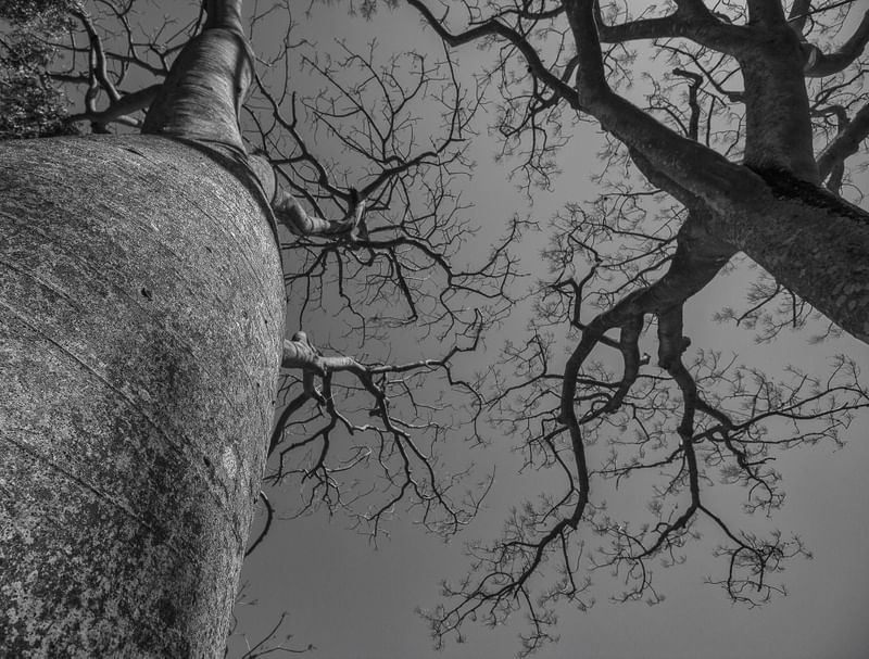 ÁRVORE E O INVERNO