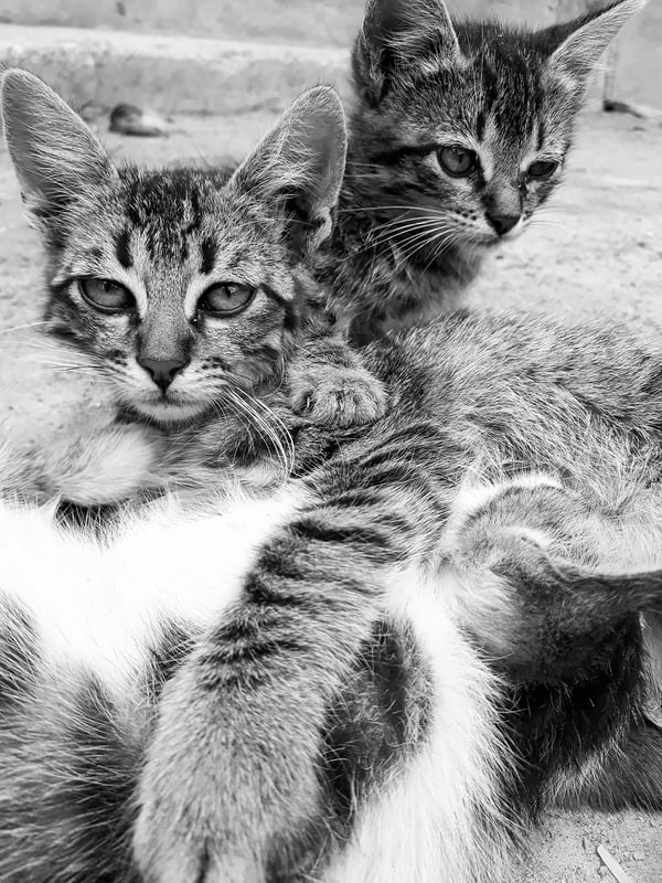 IRMÃOS GATOS