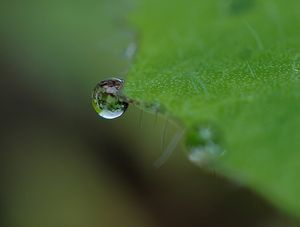 GOTA D'ÁGUA