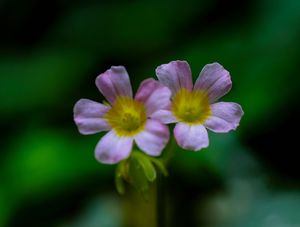 CASAL DE FLORES